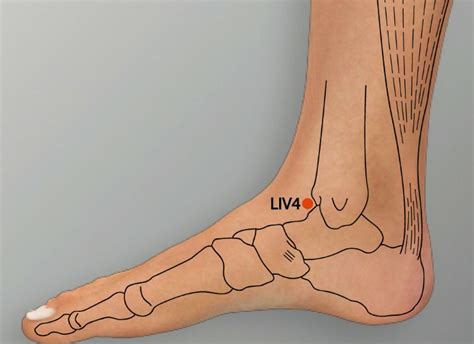 liv 4 acupuncture point